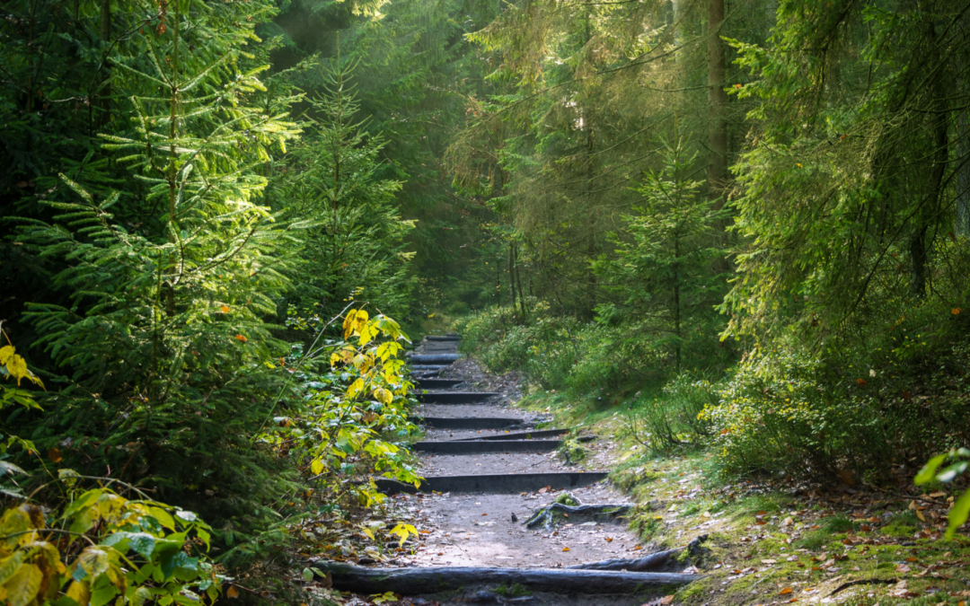 Practical tools to cultivate Stress Resilience